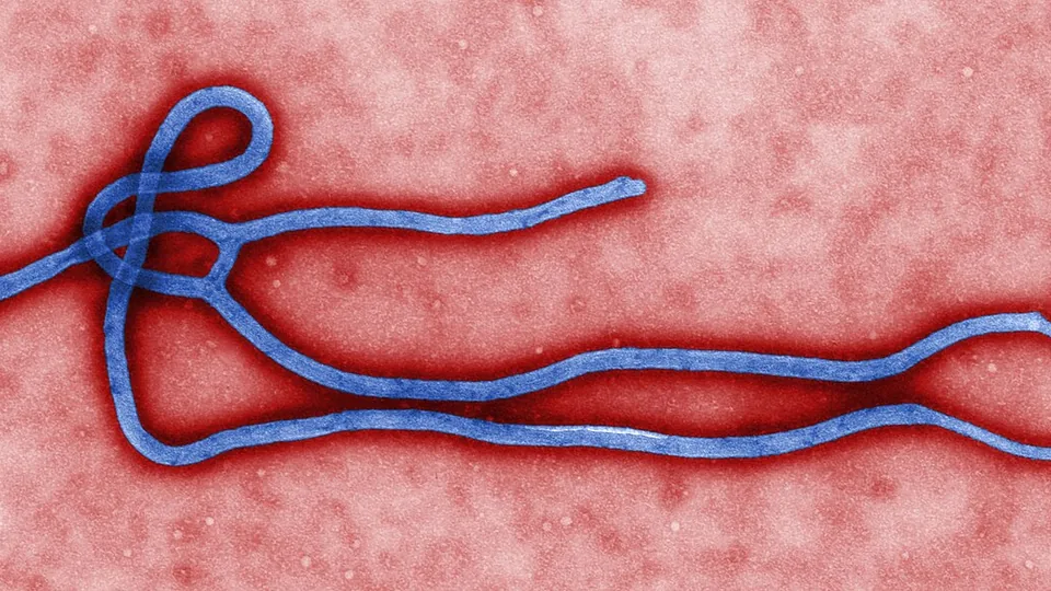 The Battle on the Congo River: Ebola Outbreak Death Toll Surpasses 2,500 in DR Congo as WHO Deploys 70,000 Ervebo Vaccines Amid Armed Conflict